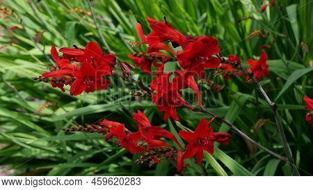 Crocosmia Or Monbretia Flowering Plants With Delightful Vivid Orange Blooms
