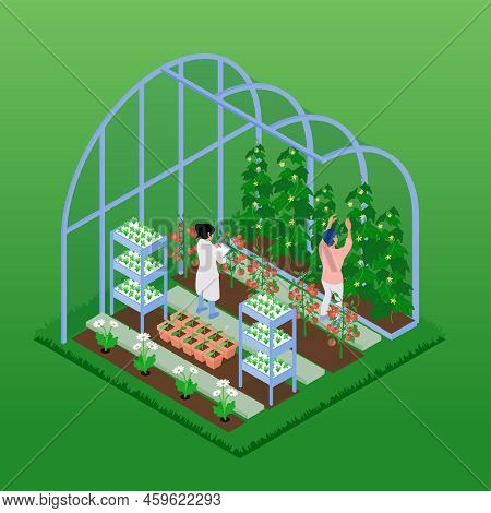 Greenhouse Isometric Composition With People Working In Glasshouse Harvesting Ripe Vegetables Planti