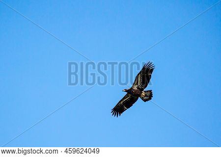 About A Four Month Old Juvenile Bald Eagle (haliaeetus Leucocephalus) Flying In A Blue Sky, With Cop