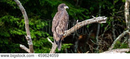 About A Four Month Old Juvenile Bald Eagle (haliaeetus Leucocephalus) Perched On A Branch, Panorama