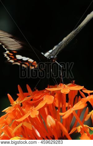 A Female Common Mormon Butterfly (papilio Polytes) Pollinating Flower In The Garden, Springtime Of I