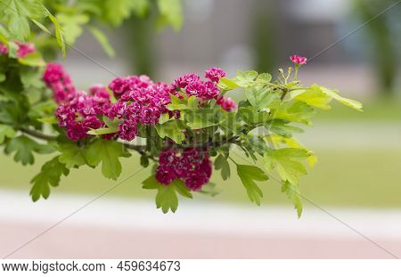 Tree Branches With Carmine Red Flowers Of Paula Scarlet Hawthorn Or Laevigata Hawthorn With Blurred 
