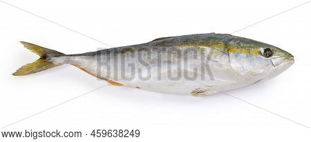 Frozen Raw Carcass Of The Yellowtail Of Species Japanese Amberjack On A White Background, View From 