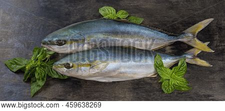 Two Raw Carcasses Of The Yellowtail Of Species Japanese Amberjack And Twigs Of The Fresh Green Basil