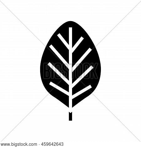 Teak Leaf Glyph Icon Vector. Teak Leaf Sign. Isolated Symbol Illustration