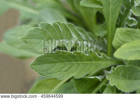 Macedonian Scabious Green Leaves In The Spring