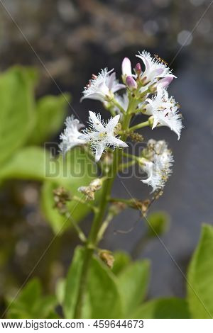 Common Bogbean White Flowers In The Spring