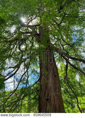 Beautiful Tall Tree With Green Leaves In Park, Low Angle View