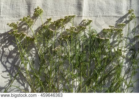 Yarrow Plants Laying On The Floor Prepared For Drying. Achillea Millefolium, Commonly Known As Yarro
