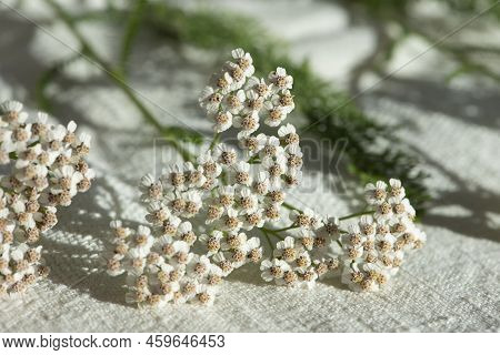 Yarrow Plants Prepared For Drying, Close Up. Achillea Millefolium, Commonly Known As Yarrow Or Commo