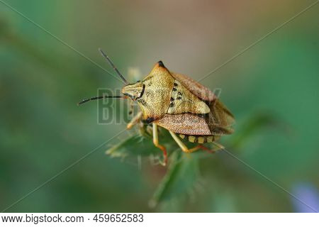 Detailed Closeup On A Colorful Mediterranean Carpocoris Mediterraneus Atlanticus Shieldbug, Against 