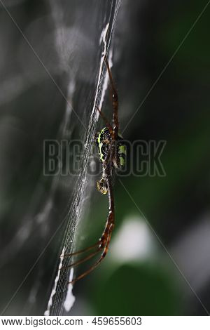 Spider Web Or Spider Silk And Small Predator Signature Spider (argiope Anasuja) Waiting For Prey, Tr