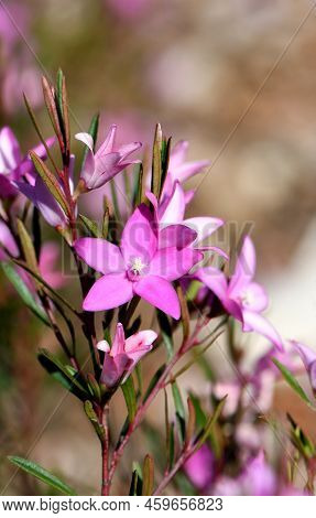Vibrant Pink Star Shaped Flowers Of The Australian Native Waxflower Crowea Exalata, Family Rutaceae.