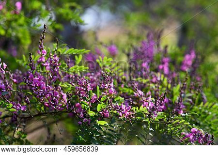 Pink Purple Flowers And Buds Of Australian Native Indigo, Indigofera Australis, Family Fabaceae. Wid