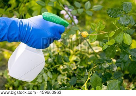 Treatment In The Garden Of Young Shoots Of Roses From Aphids, Whiteflies And Insect Pests