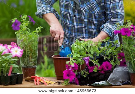 Planter des fleurs de surfinia, concept de jardinage