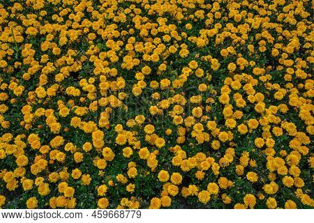 Orange Marigold Flowers Or In The Garden .