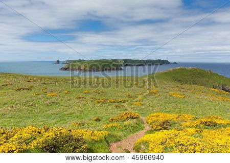 Skomer เกาะเวสต์ Pembrokeshire เวลส์