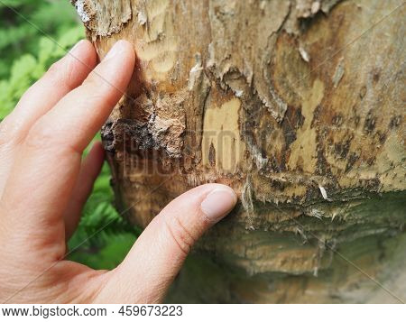 A Tree Gnawed By A Beaver. Damaged Bark And Wood. The Work Of A Beaver For The Construction Of A Dam
