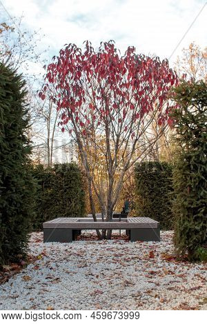 Prunus Cerasifera , Splayed Plum In The Garden, Autumn View. Plum Tree, Bench And Hedge Of Spruce On