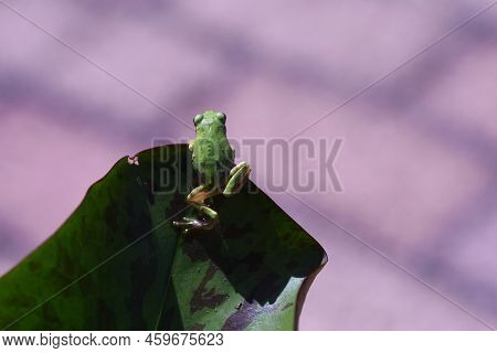 Hyla Japonica ( Japanese Tree Frog ). Body Length About 20 Mm ~ 45 Mm. It Lives On Plants Near The W
