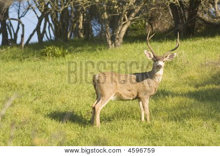 Blacktail Buck