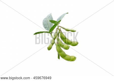 Soybean Or Soya Bean Branch Isolated Transparent Png. Glycine Max Plant With Beans And Leaves.