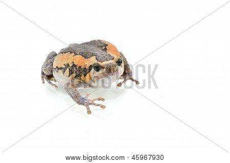 Bullfrog Productions