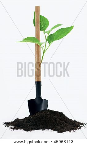 Schop met een beetje Plant en grond op witte achtergrond