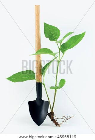 Schop met een beetje Plant op witte achtergrond