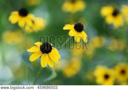Rudbeckia Fulgida 'gold Sturm'. Native To North America, Asteraceae Perennial Plants. Flowering From