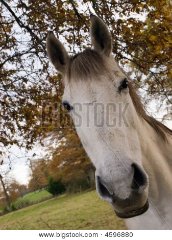 Hvide hest