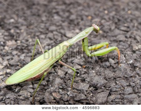 Grøn Praying Mantis