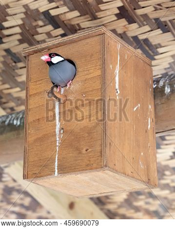 Colorful Java Sparrow Sitting Safely In A Birdhouse