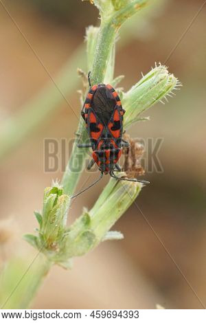Vertical Closeup On A Brilliant Red Mediterranean Ground Bug , Spilostethus Saxatilis Hanging Down I