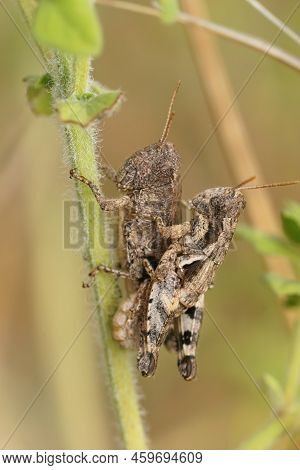 Detailed Closeup On A Copluation Of A Couple Of Common Maquis Grasshopper, Pezotettix Giornae, In Th