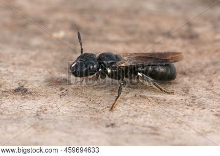 Detailed Closeup On The Black Small Carpenter Bee, Ceratina Cucurbitina Sitting On A Piece Of Wood