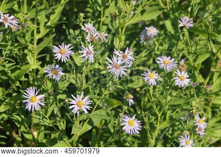 Aster Ericoides White Heath Asters Flowering Plants, Beautiful Bunch Of Autumnal Flowers In Bloom.