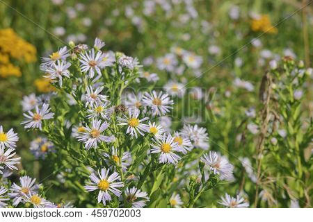 Aster Ericoides White Heath Asters Flowering Plants, Beautiful Bunch Of Autumnal Flowers In Bloom.