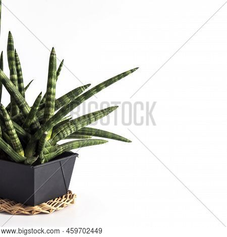 Potted Sansevieria Cylindrica Var. Patula (also Known As The Cylindrical Snake Plant, African Spear 