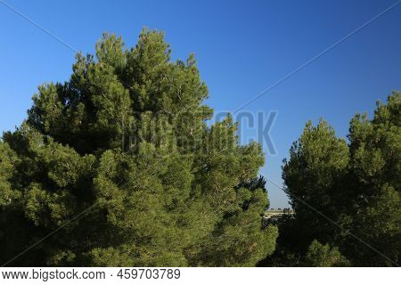 Forest Of Aleppo Pine, Pinus Halepensis, With Blue Sky