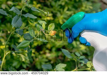 Treatment In The Garden Of Young Shoots Of Roses From Aphids, Whiteflies And Insect Pests