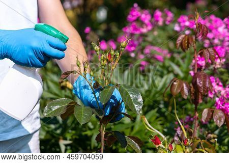 Treatment In The Garden Of Young Shoots Of Roses From Aphids, Whiteflies And Insect Pests
