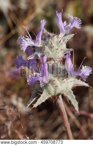 Purple Flowering Determinate Cymose Head Inflorescence Of Salvia Carduacea, Lamiaceae, Native Annual