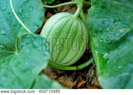 Baby Charantais Melon Found Growing Under The Leaves Of A Melon Bed In A Polytunnel
