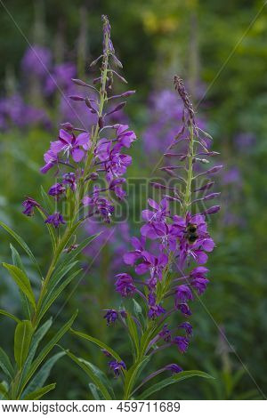 Chamerion Angustifolium. Epilobium Angustifolium.  Pink Flowers Of Fireweed On Natural Blurred Backg