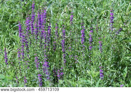 Lythrum Anceps ( Loosestrife ) Flowers. Lythraceae Perennial Plants. Grows In Marshes And Produces N