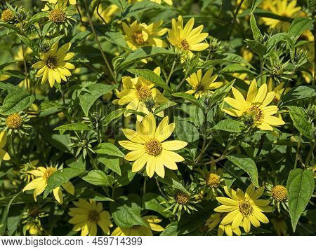 Narrowleaf Sunflowers Helianthus Angustifolius Flowering In A Garden