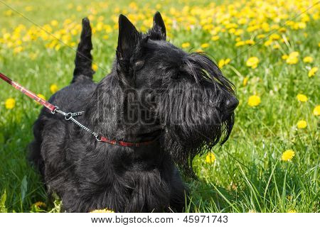 Schwarze Hunderasse Scottish Terrier