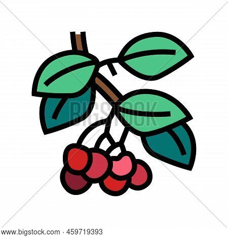 Cherry Branch Color Icon Vector. Cherry Branch Sign. Isolated Symbol Illustration